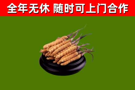 西林烟酒回收冬虫夏草.jpg