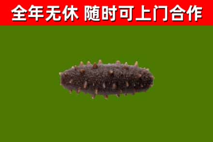 西林烟酒回收干海参.jpg